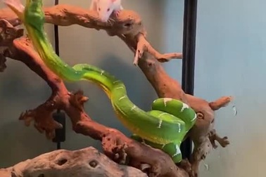 Tình huống hy hữu trăn tung cú mổ… nhầm con mồi