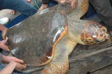Ngư dân bắt được con rùa biển nặng hơn 70 kg
