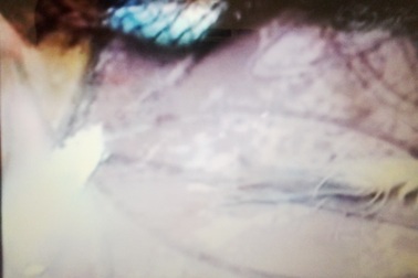 Cá, tôm chết bất thường trên kênh xáng Xà No   