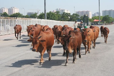 Bò “diễu hành” quanh sân vận động quốc gia Mỹ Đình