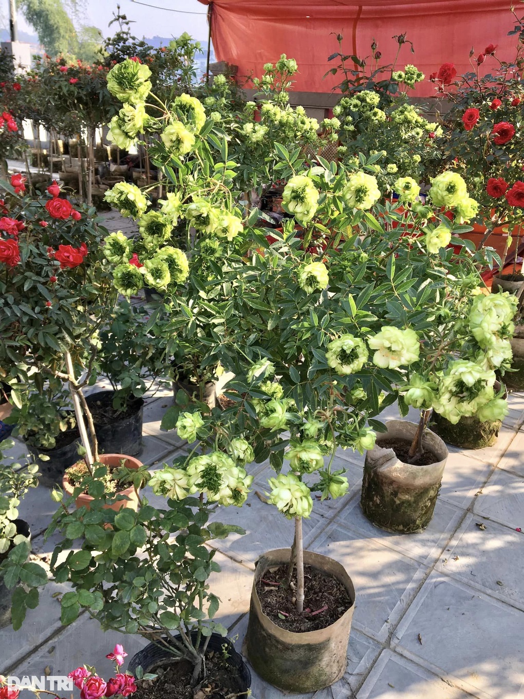 Hoa độc lạ xuất hiện tại chợ xuân Lào Cai - 5 Hoa độc lạ xuất hiện tại chợ xuân Lào Cai - 5
