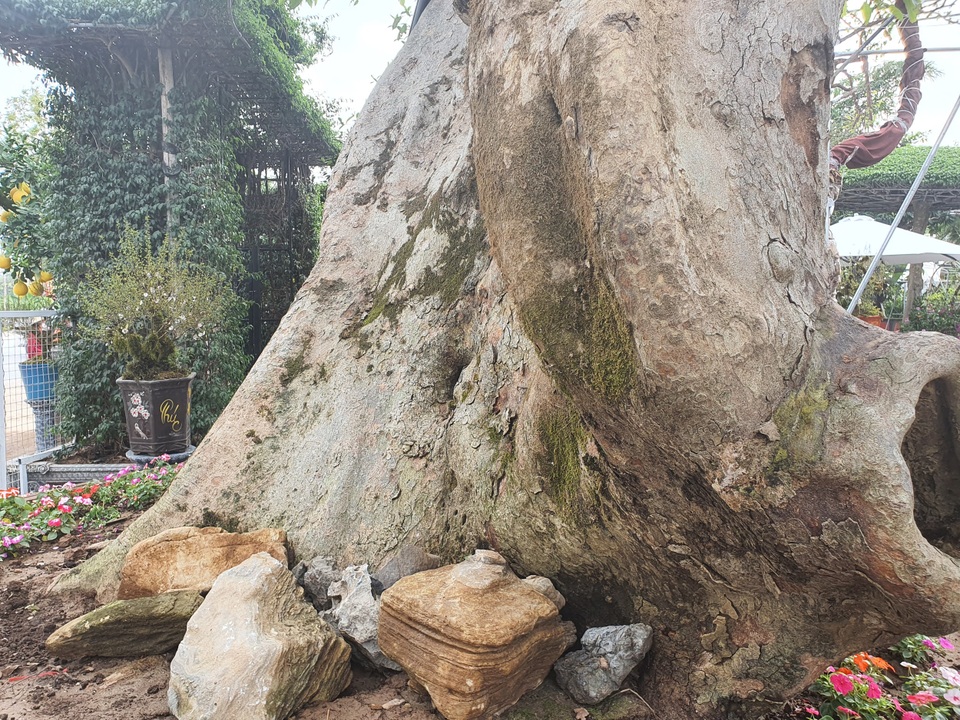 “Siêu” sung cổ thụ, chủ vườn rao bán 1,2 tỷ đồng “miễn mặc cả” gây xôn xao Hà Nội - 5 “Siêu” sung cổ thụ, chủ vườn rao bán 1,2 tỷ đồng “miễn mặc cả” gây xôn xao Hà Nội - 5