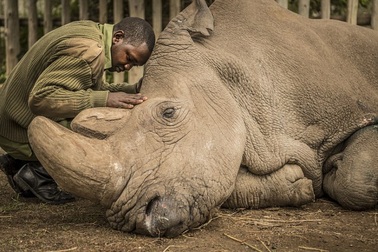 Bức ảnh “phút lâm chung của tê giác” gây xúc động