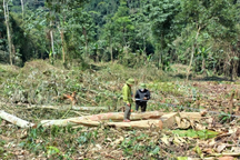 Khởi tố nguyên Hạt phó Kiểm lâm nhận hối lộ cho phá rừng