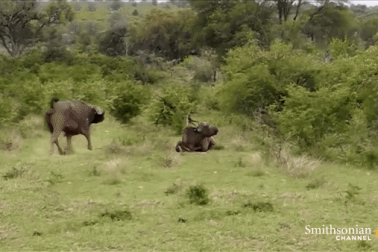 Trâu rừng húc cú chí mạng, sư tử bị tung lên trời