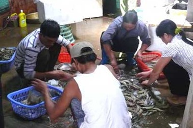 Kinh hoàng công nghệ bơm thạch vào tôm