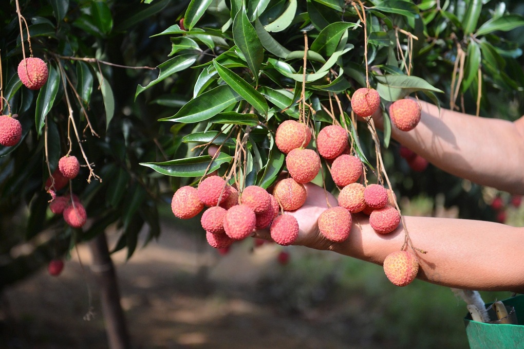 Lão nông Bắc Giang trồng vải không hạt lạ, ở Nhật Bản bán 5 triệu đồng/kg - 5 Lão nông Bắc Giang trồng vải không hạt lạ, ở Nhật Bản bán 5 triệu đồng/kg - 5