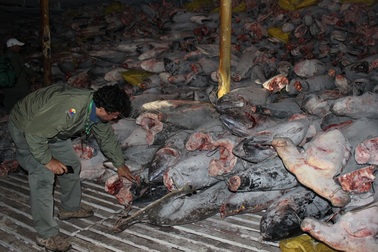 Đội tàu cá của Trung Quốc bị tố vét sạch vùng biển xa bờ