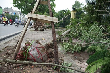 “Khi trồng cây để nguyên lưới cước bọc phần gốc, cây sống bình thường”