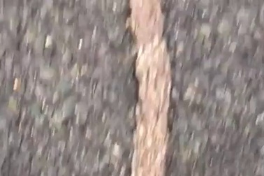 Sinh vật khổng lồ bí ẩn gớm ghiếc bò sang đường