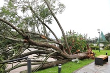 Phượng tím bên hồ Xuân Hương Đà Lạt bị gió quật ngã