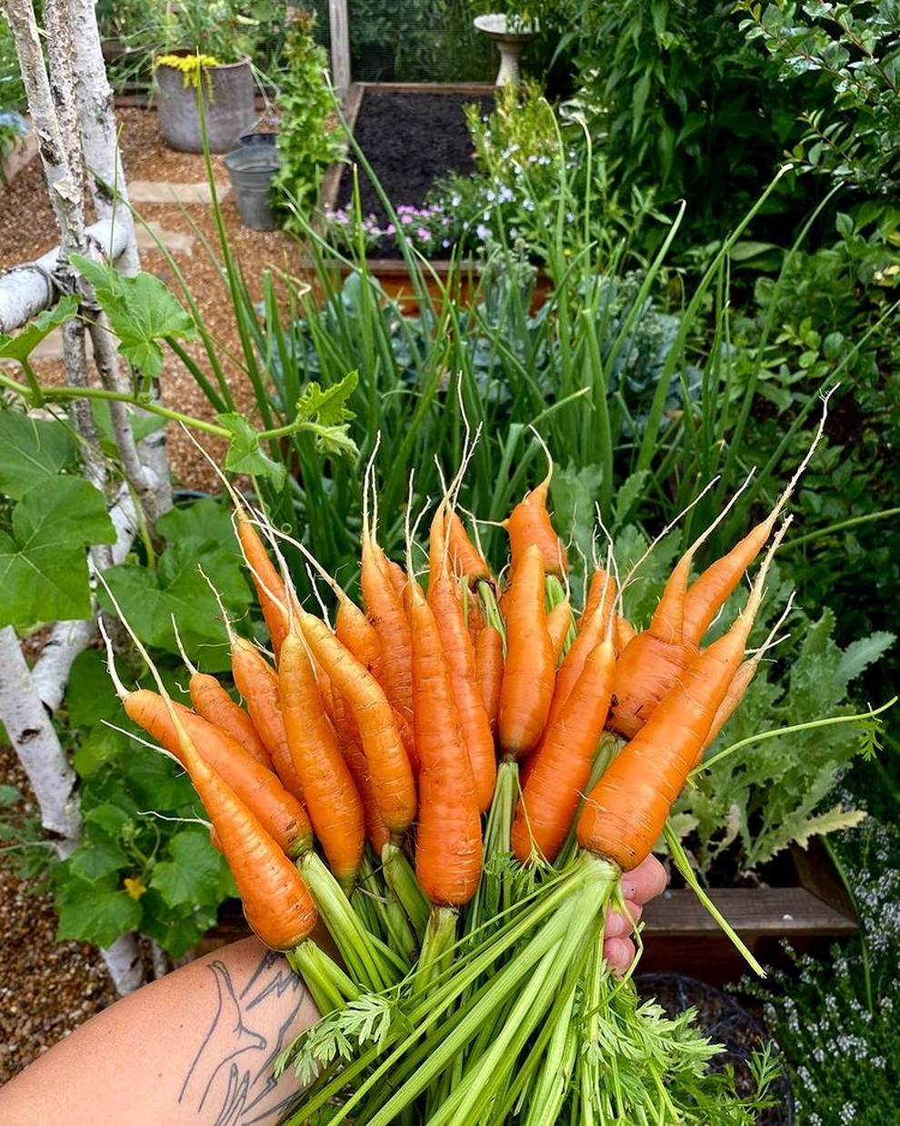 Vườn rau sạch đủ loại hái không xuể, mẹ đảm chia cho cả hàng xóm - 5