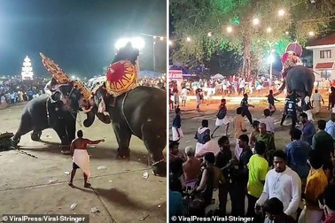 Nhiều người bị thương vì voi lao vào tấn công nhau trong lễ hội