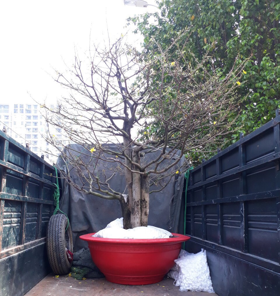 Kiếm cả trăm triệu đồng nhờ giao hoa mai dịp Tết - 6 Kiếm cả trăm triệu đồng nhờ giao hoa mai dịp Tết - 6