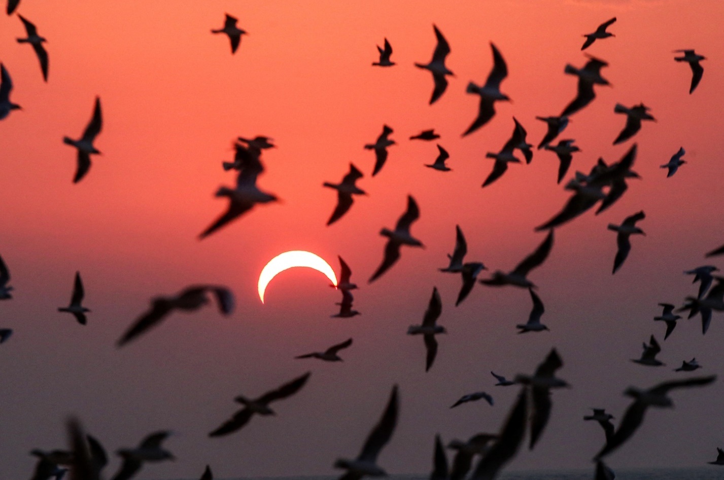 Como o comportamento das aves muda durante um eclipse solar? - 2 Hành vi của các loài chim thay đổi như thế nào khi nhật thực diễn ra? - 2