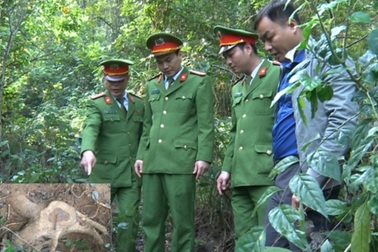 Nhiều cán bộ, chiến sĩ nguy cơ phơi nhiễm HIV khi bắt kẻ trộm cây sưa