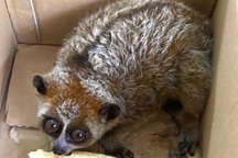 Bất ngờ phát hiện loài động vật cực kỳ quý hiếm khi dọn vườn nhà