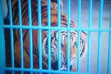 Con hổ của trại rắn Đồng Tâm bị bắt trộm ra sao? 