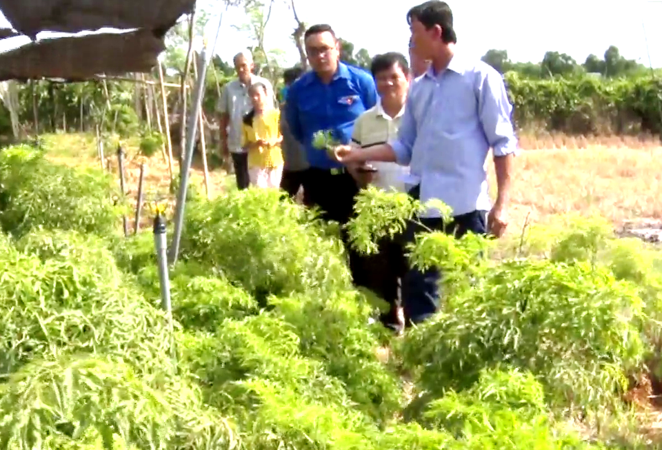 Tiền Giang: Liều trồng sâm tiến vua, ông nông dân bất ngờ thành tỷ phú - 3 Tiền Giang: Liều trồng sâm tiến vua, ông nông dân bất ngờ thành tỷ phú - 3