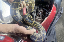 TPHCM: Trăn đất dài 2m nằm quấn mình trong thân xe máy