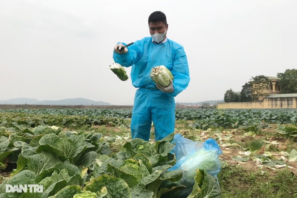 Rau củ thối rữa vứt đầy ruộng, nông dân Chí Linh nợ cả tỷ đồng tiền vay vốn - 6 Rau củ thối rữa vứt đầy ruộng, nông dân Chí Linh nợ cả tỷ đồng tiền vay vốn - 6