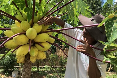 Cựu chiến binh biến đất cằn thành mô hình VAC, kiếm tiền tỷ mỗi năm