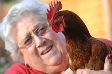 Gà mái đột nhiên chuyển giới