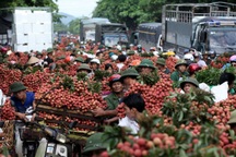 Đi tìm “lời giải” cho tiêu thụ rau quả, trái cây