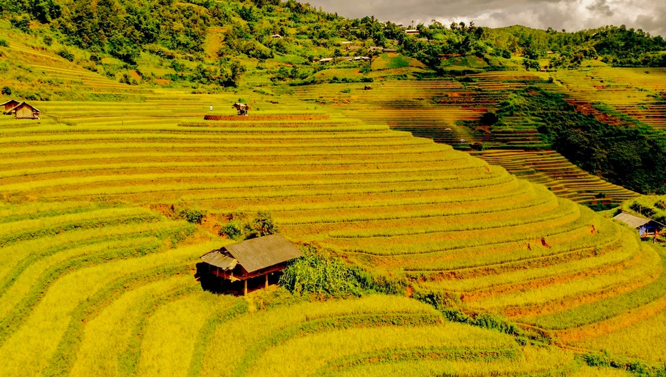 Ngắm nhìn những dải lụa vàng ở Mù Cang Chải - 4 Ngắm nhìn những dải lụa vàng ở Mù Cang Chải - 4