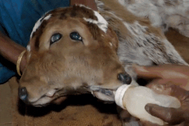 Bê hai đầu ra đời khiến dân làng ùn ùn đổ tới xem