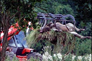 Phòng thí nghiệm Anh làm phát tán bệnh lở mồm long móng?