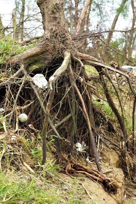 "Lá chắn xanh" xơ xác sau hai cơn bão dữ