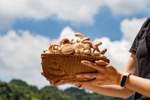 Đặc sản nấm hương trên đỉnh núi cao ngàn mét ở Lạng Sơn