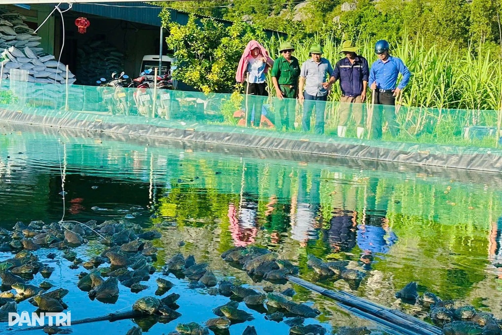 Lão nông thu nửa tỷ đồng mỗi năm từ nuôi ếch Thái - 3 Lão nông thu nửa tỷ đồng mỗi năm từ nuôi ếch Thái - 3