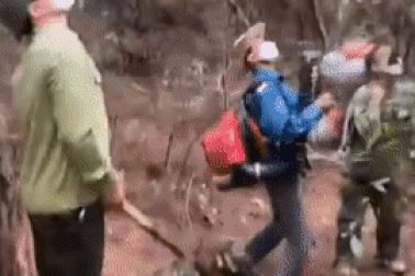 Cận cảnh hơn 2.000ha rừng thông bị sâu róm tàn phá