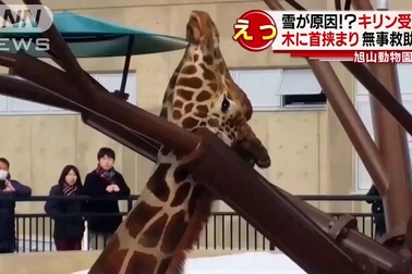 Hươu cao cổ đau đớn khi bị kẹt cứng giữa hai nhánh cây