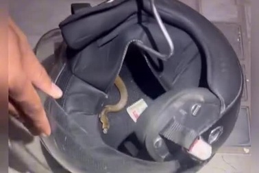 Phát hiện rắn hổ mang non ẩn nấp trong mũ bảo hiểm