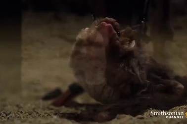 Dơi Ma cà rồng kiếm ăn.