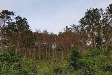 Rừng thông lớn bị khoan lỗ, đổ hóa chất đầu độc