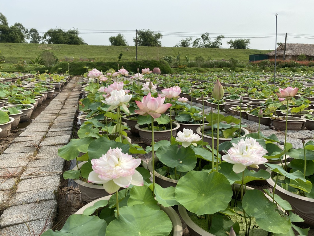 Về quê trồng sen, nam cử nhân kiếm lợi nhuận khủng nhờ mắc bệnh liều - 3 Về quê trồng sen, nam cử nhân kiếm lợi nhuận khủng nhờ mắc bệnh liều - 3