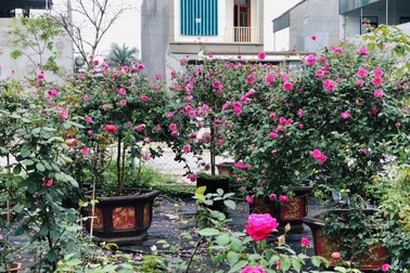 Gia chủ Thanh Hóa làm vườn hồng hơn trăm gốc tặng người thân