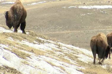 Đàn bò rừng khiến phóng viên hoảng sợ... chạy lẹ