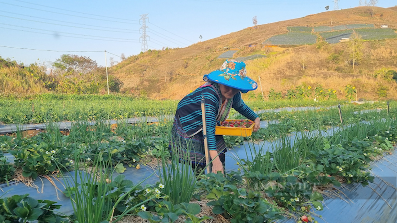 Trồng thứ quả chín đỏ gốc, hái mỏi tay mỗi ngày, nông dân thành tỷ phú - 6 Trồng thứ quả chín đỏ gốc, hái mỏi tay mỗi ngày, nông dân thành tỷ phú - 6