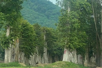 Buộc thôi việc chi cục trưởng kiểm lâm và 4 thuộc cấp