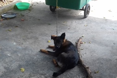 Hy hữu hàng xóm kiện nhau ra tòa giành quyền nuôi chó