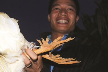 Đi săn gà chín cựa