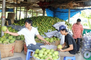Mất mùa, giá bưởi Tết tăng vọt từng ngày