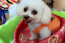 Kinh doanh đồ làm đẹp và giữ ấm thú cưng vào mùa “hốt bạc”