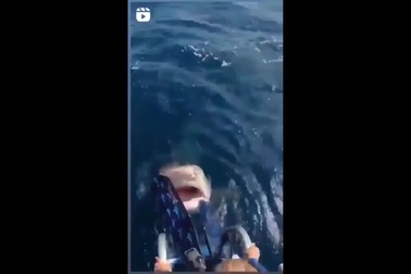 Cô gái hốt hoảng vì nhìn thấy cá mập trắng xuất hiện khi chuẩn bị lặn biển