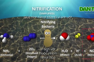 Mô phỏng mô hình làm sạch sông Tô Lịch bằng công nghệ Nhật Bản